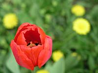 0428-Zahrady_Prazskeho_hradu