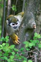 20070421-Zoo_Helabrun