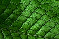  Conservatory of Flowers