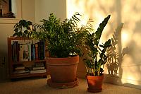 Home plants