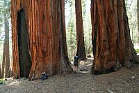 Sequoia NP