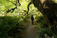 Redwoods of Northen California