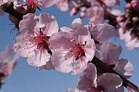 Spring in Zwingenberg